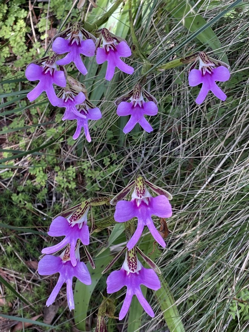 Cynorkis uniflora