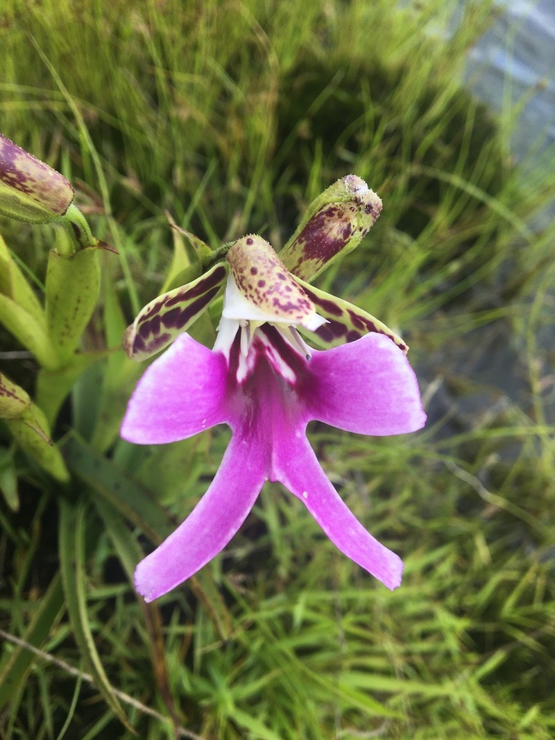Cynorkis uniflora photo 2