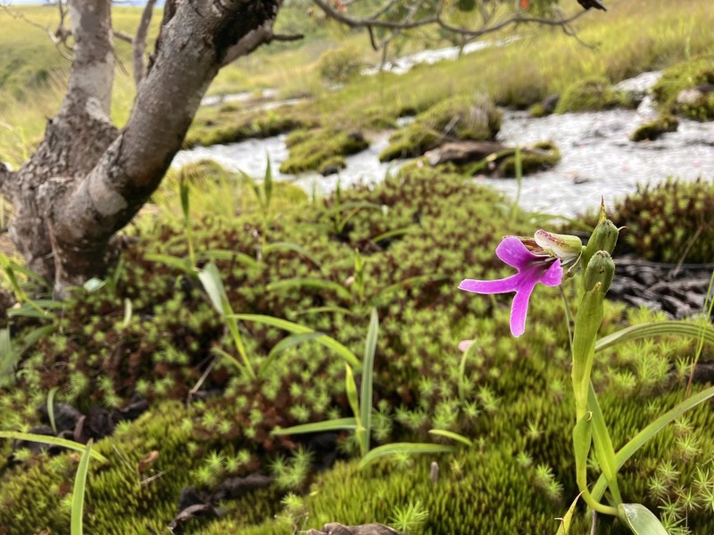 Cynorkis uniflora photo 4