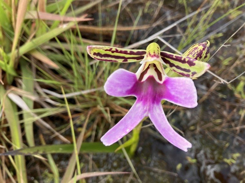 Cynorkis uniflora photo 6