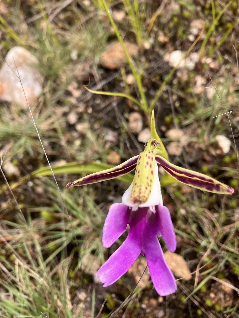 Cynorkis uniflora photo 7