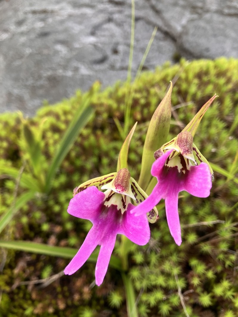 Cynorkis uniflora photo 8