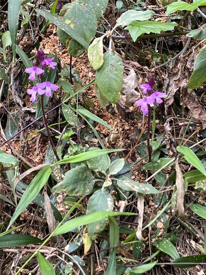 Cynorkis usambarae