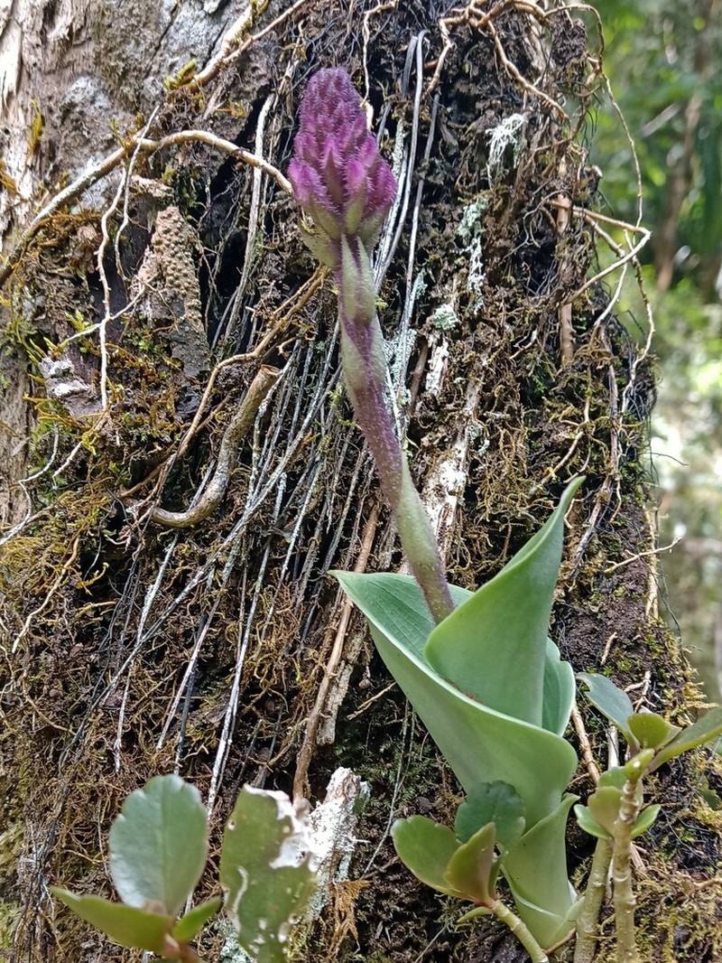 Cynorkis villosa