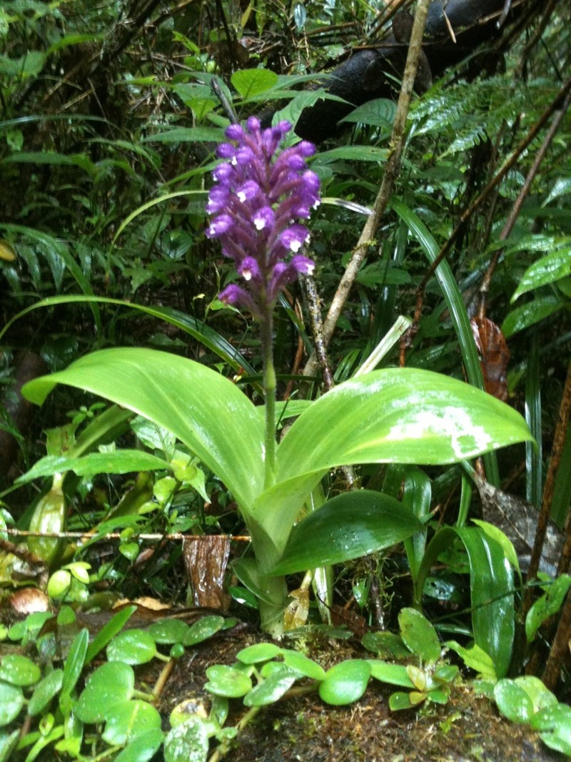 Cynorkis villosa photo 2
