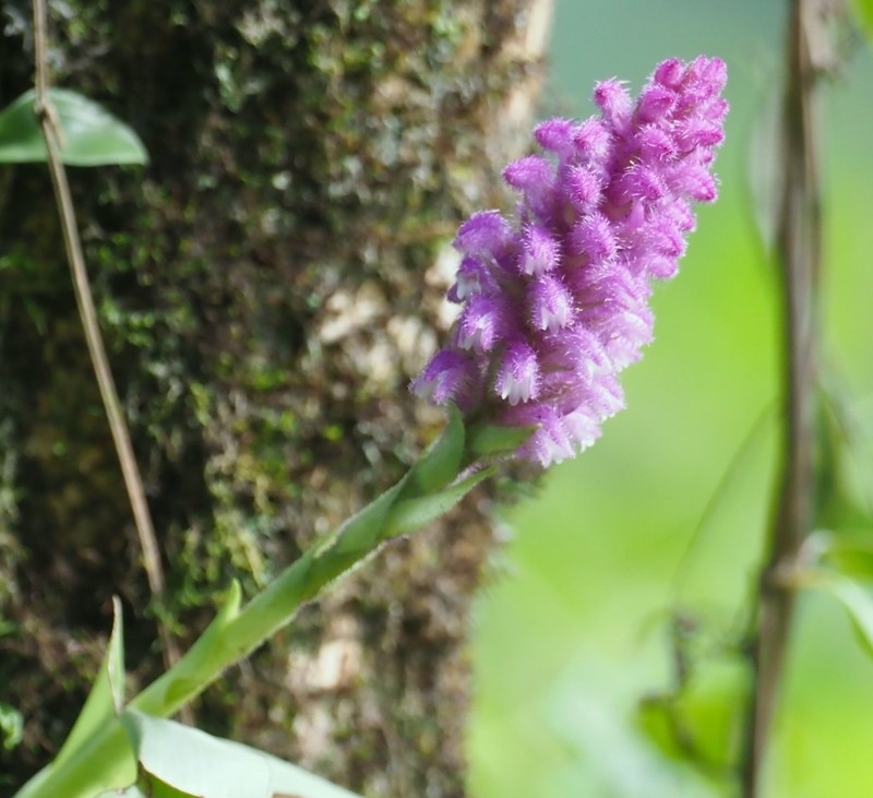 Cynorkis villosa photo 3