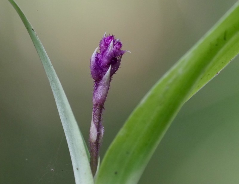 Cynorkis villosa photo 4