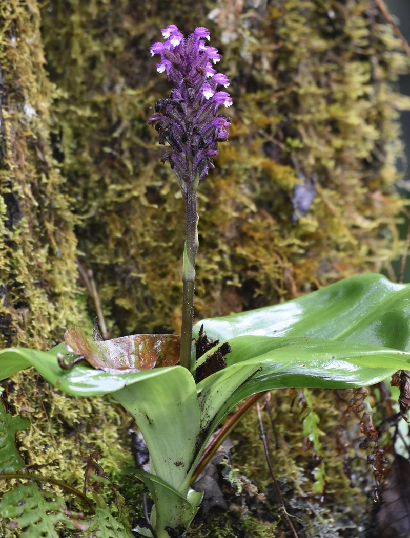 Cynorkis villosa photo 5