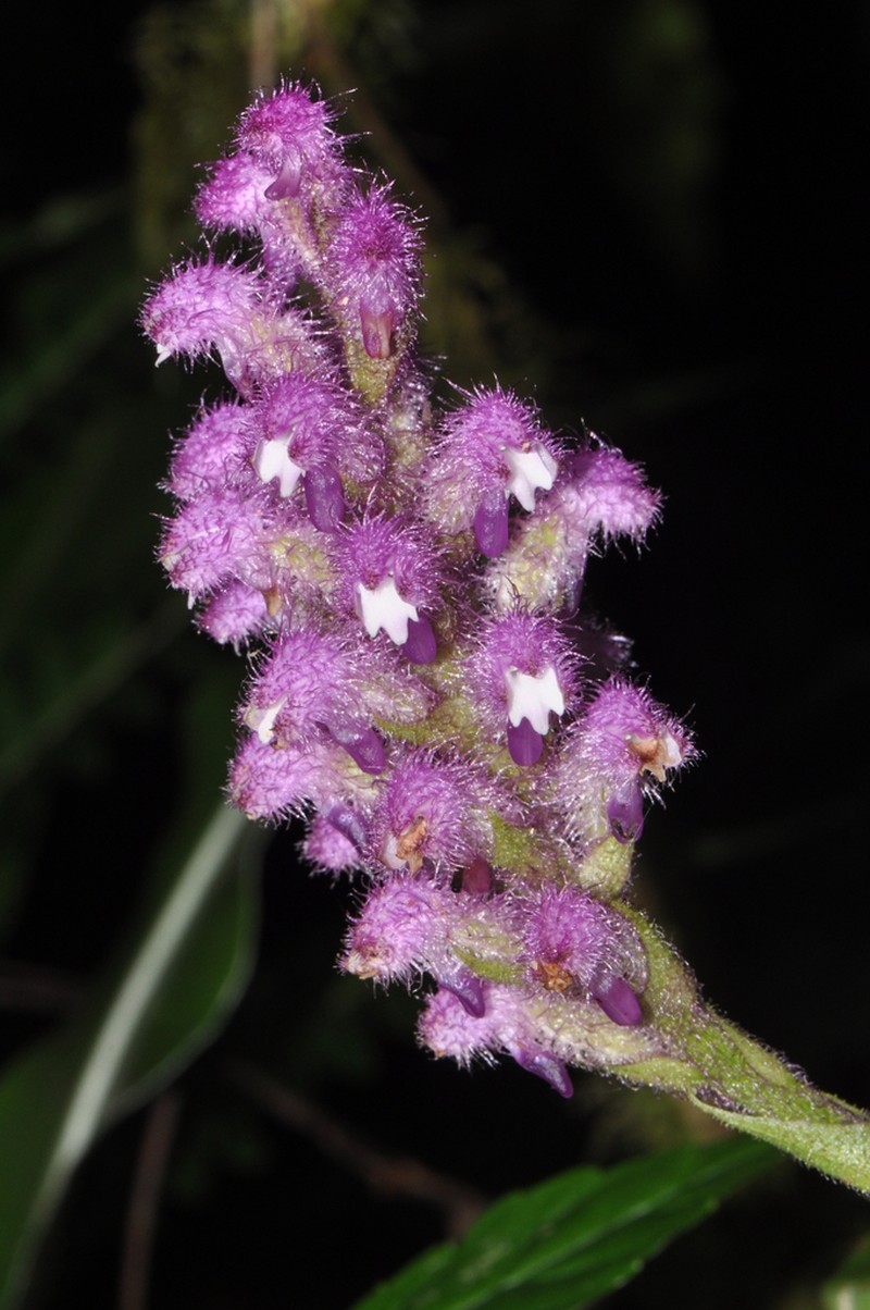 Cynorkis villosa photo 8