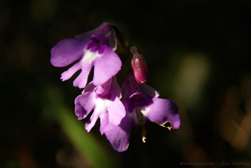 Cynorkis violacea