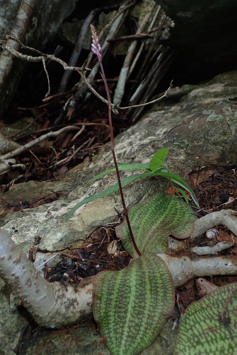 Cynorkis windsorensis photo 2
