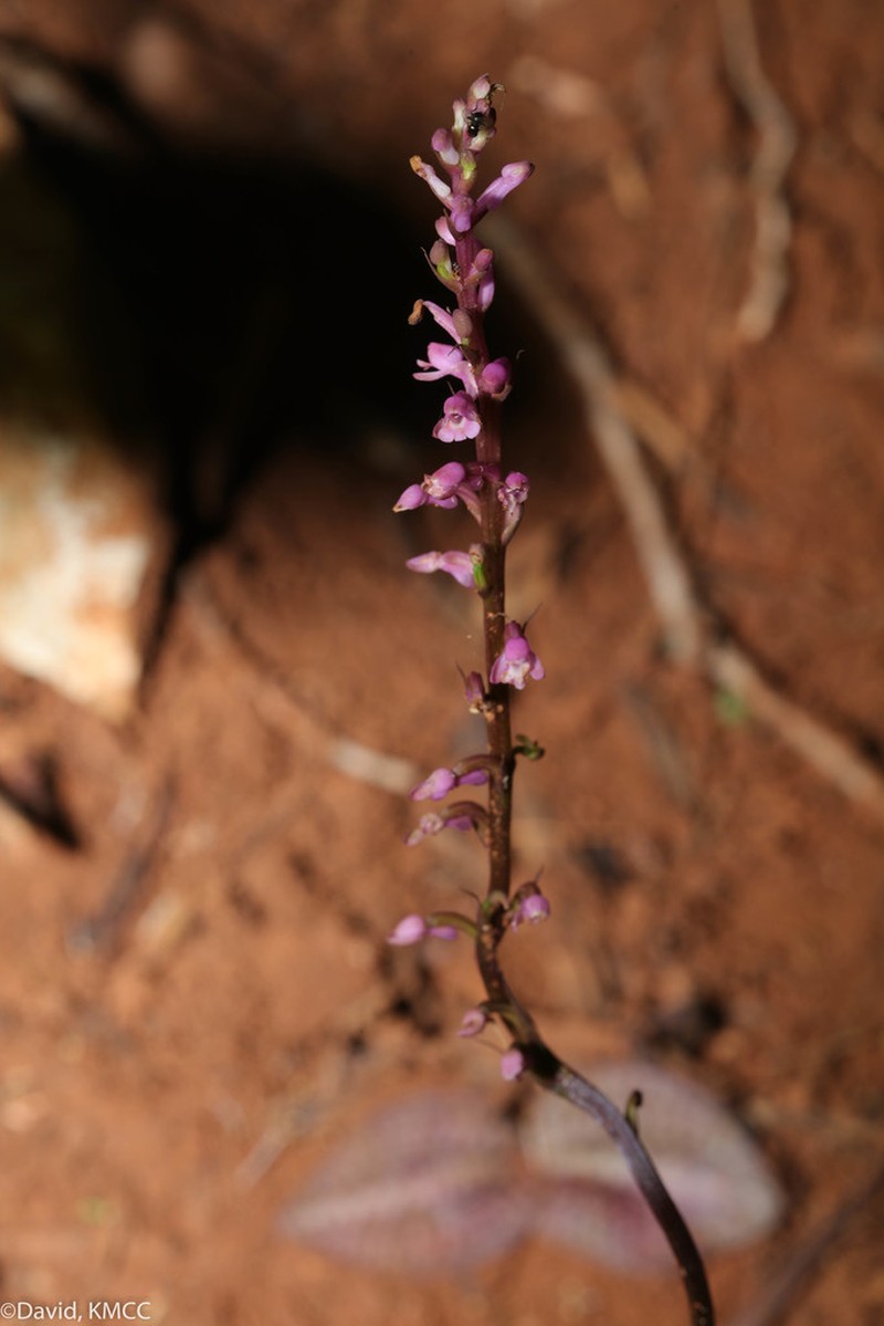 Cynorkis windsorensis photo 3