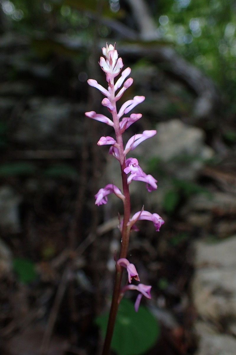 Cynorkis windsorensis photo 5