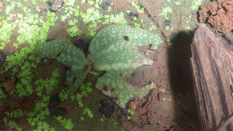 Cynorkis windsorensis photo 7