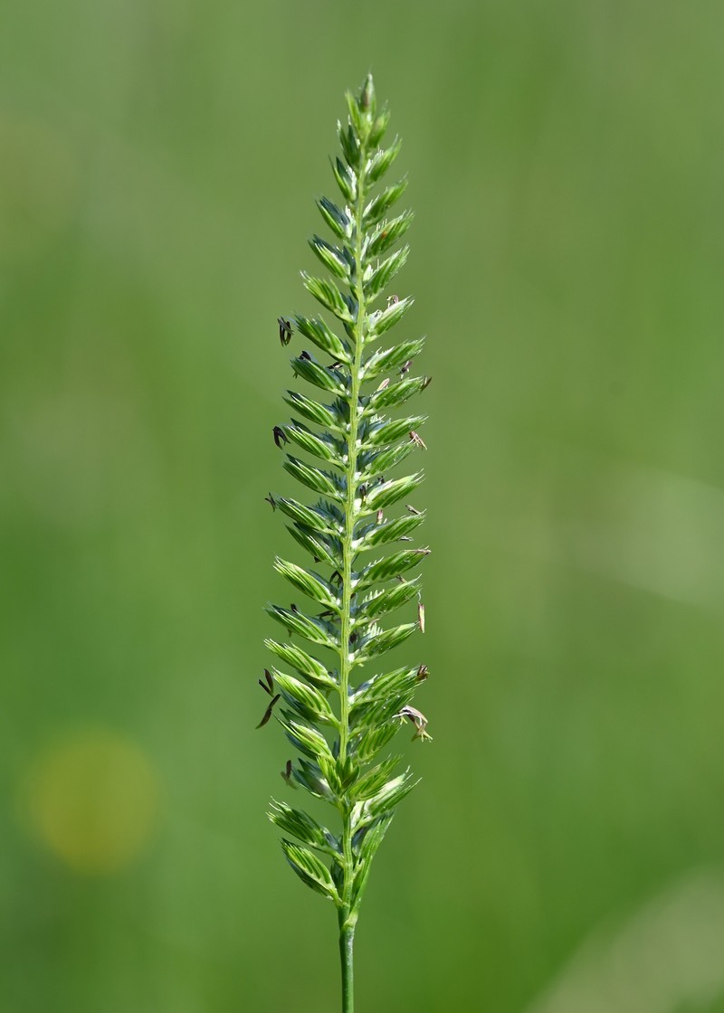 Crested Dogstail Grass photo 2