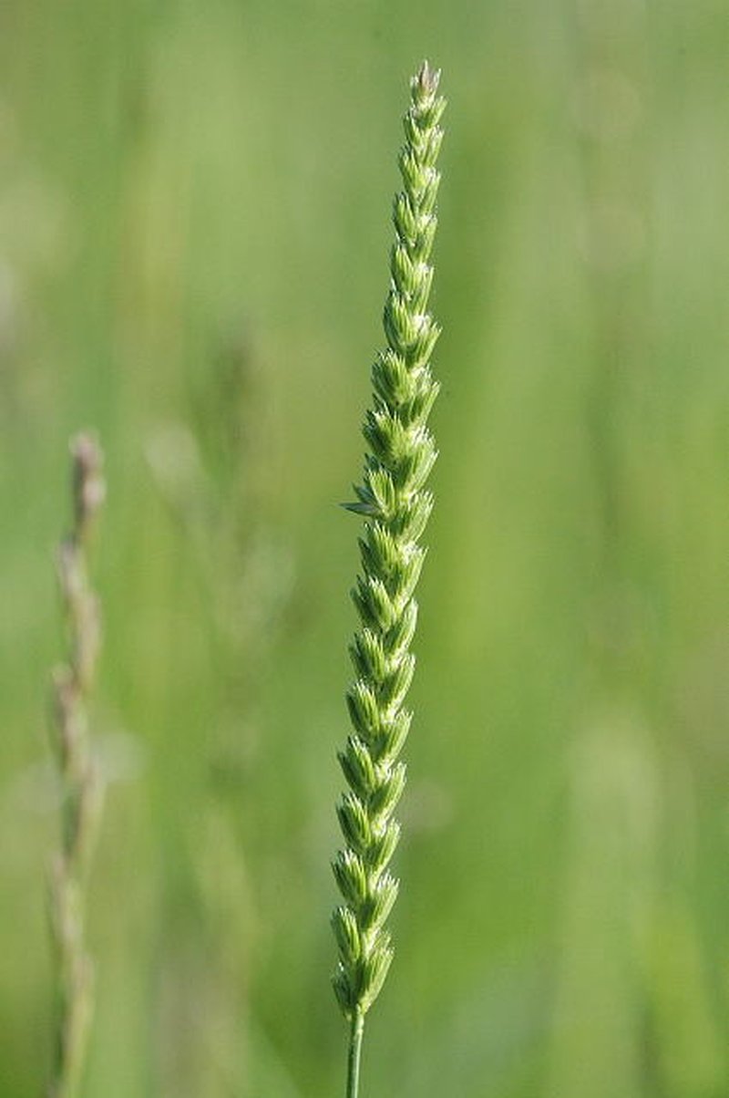 Crested Dogstail Grass photo 3