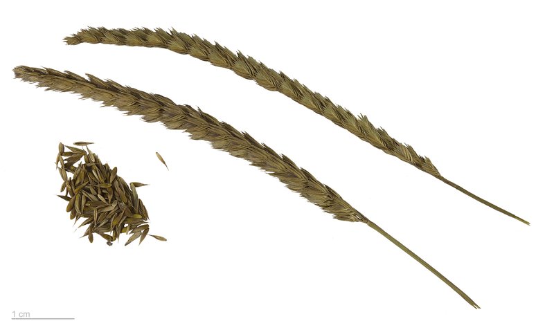 Crested Dogstail Grass photo 4