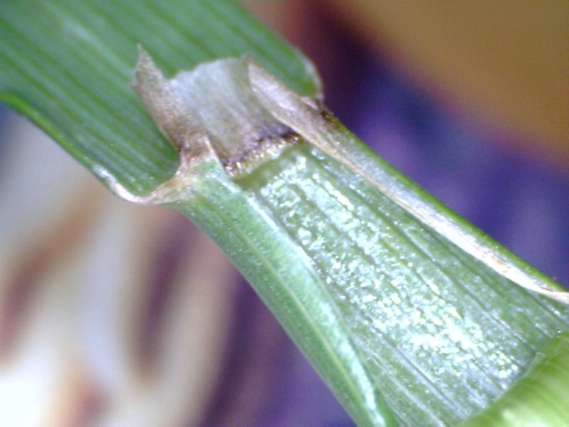 Crested Dogstail Grass photo 5