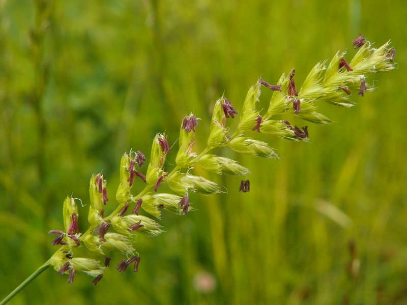 Crested Dogstail Grass photo 6