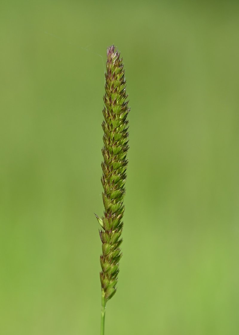 Crested Dogstail Grass photo 7