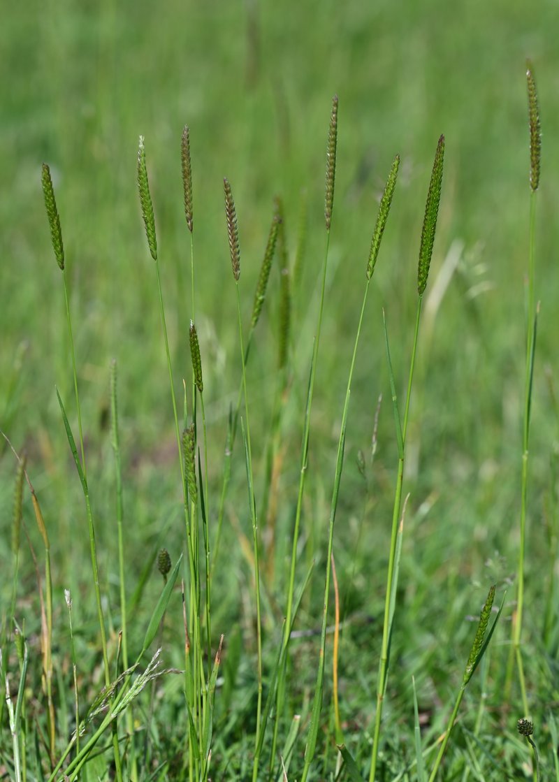 Crested Dogstail Grass photo 8