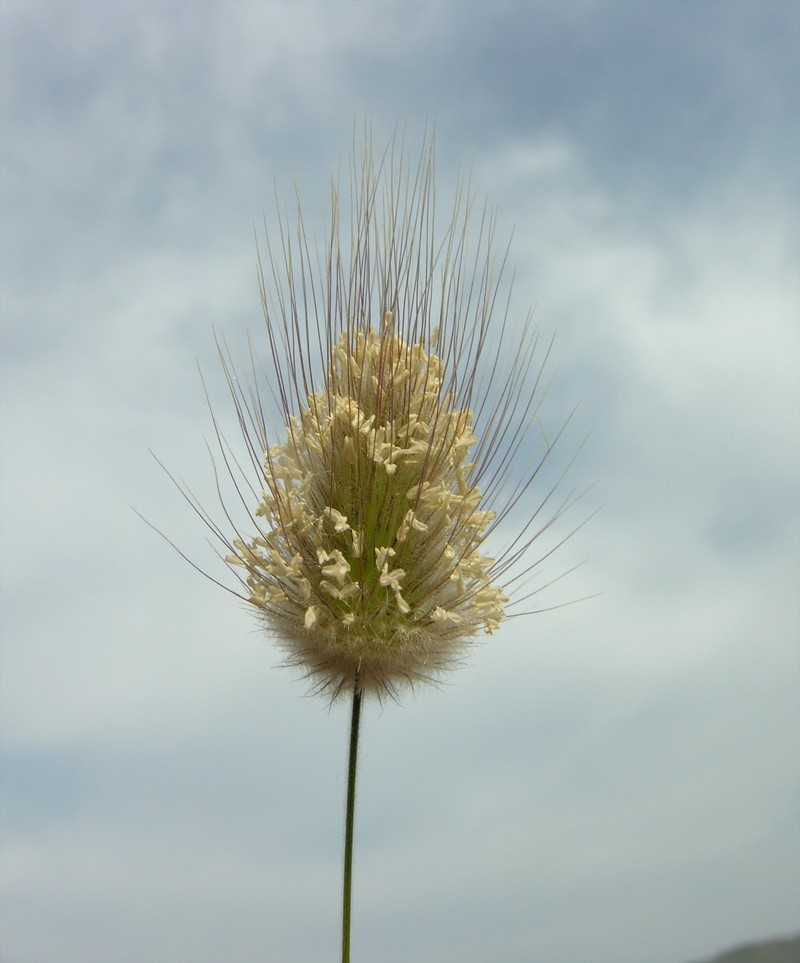 Bristly Dogstail Grass photo 4
