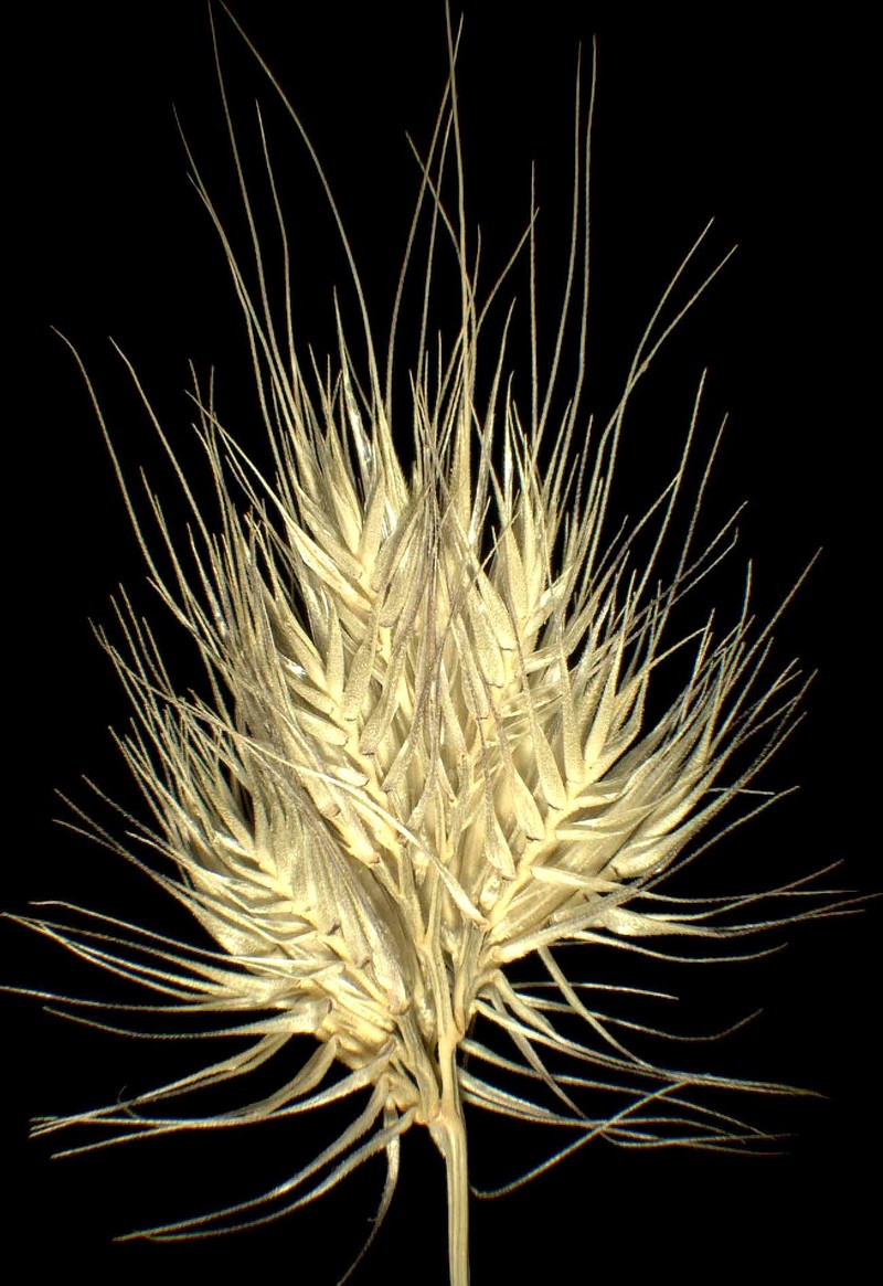 Bristly Dogstail Grass photo 5