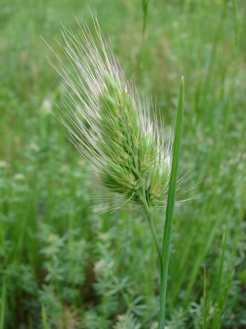 Bristly Dogstail Grass photo 6