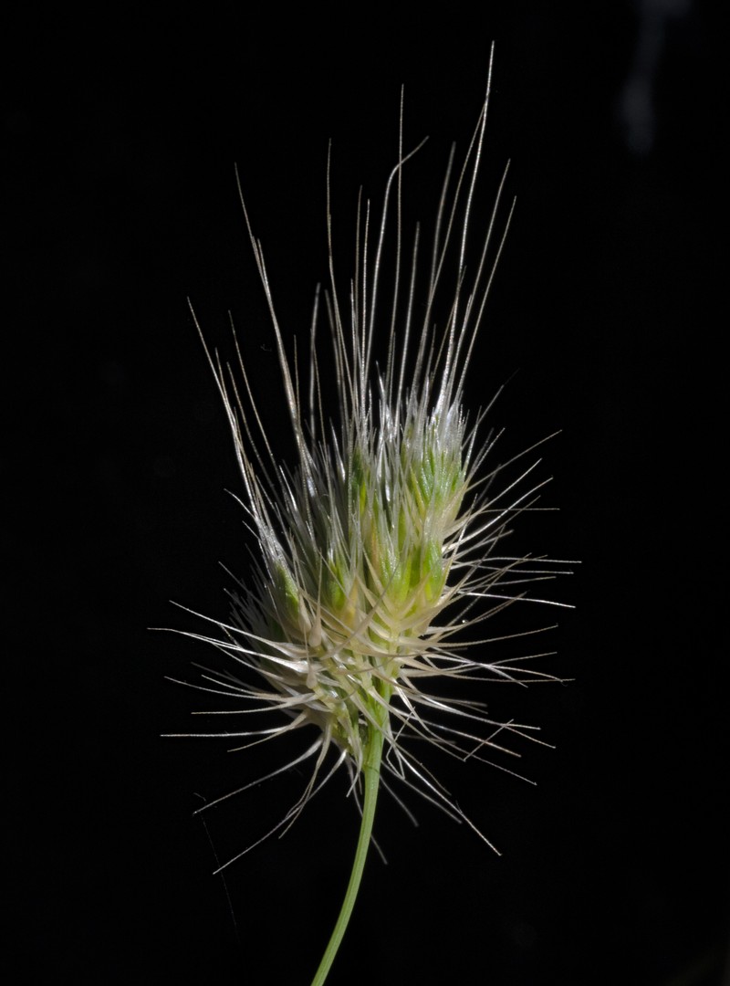 Bristly Dogstail Grass photo 2