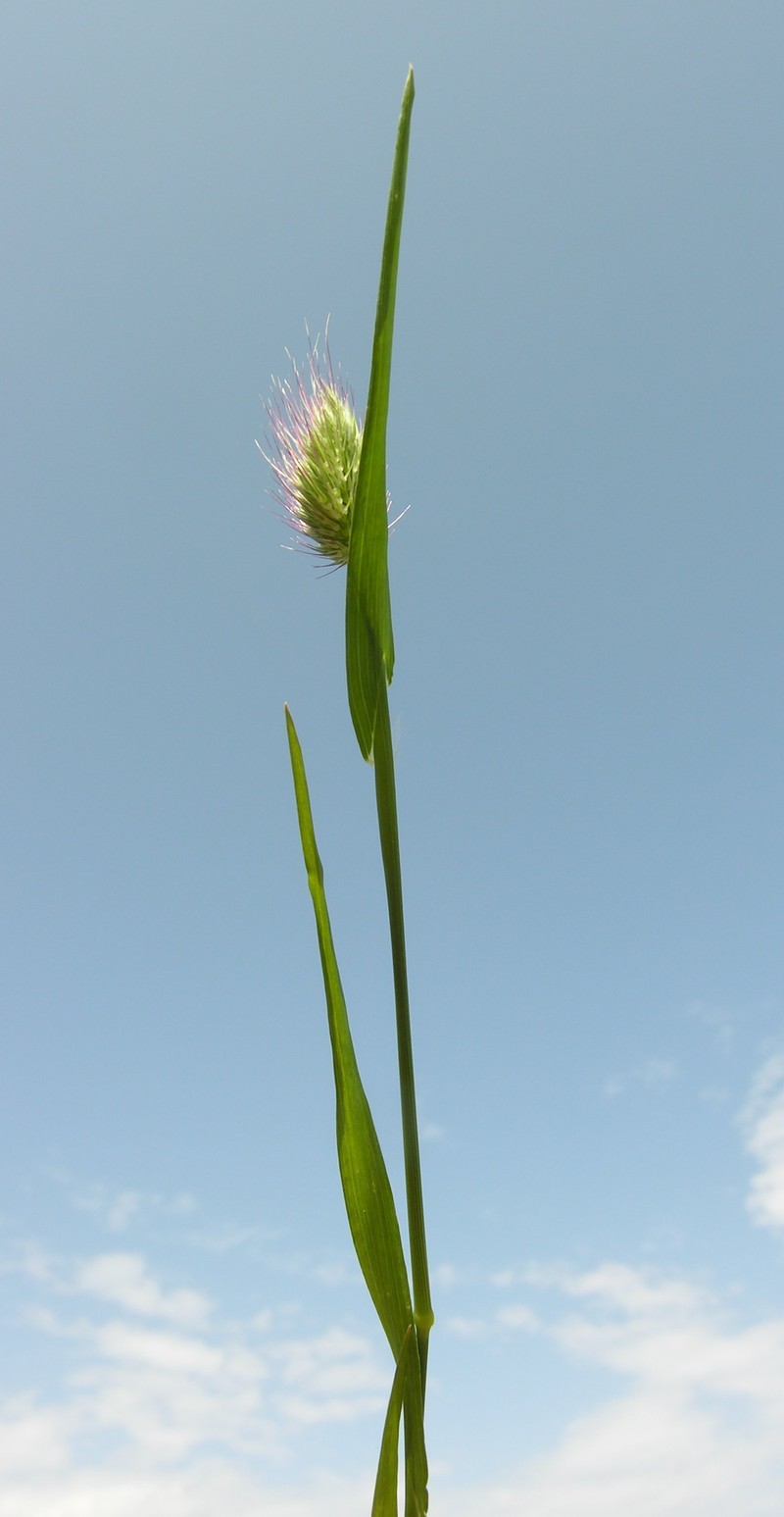 Bristly Dogstail Grass photo 3