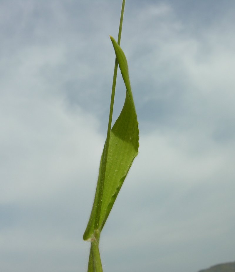 Bristly Dogstail Grass photo 7
