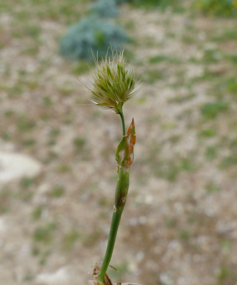 Bristly Dogstail Grass photo 8