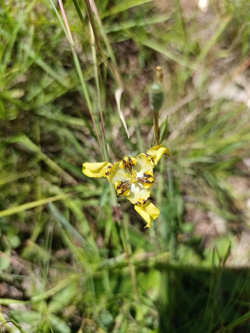 Cypella aurinegra subsp. aurinegra