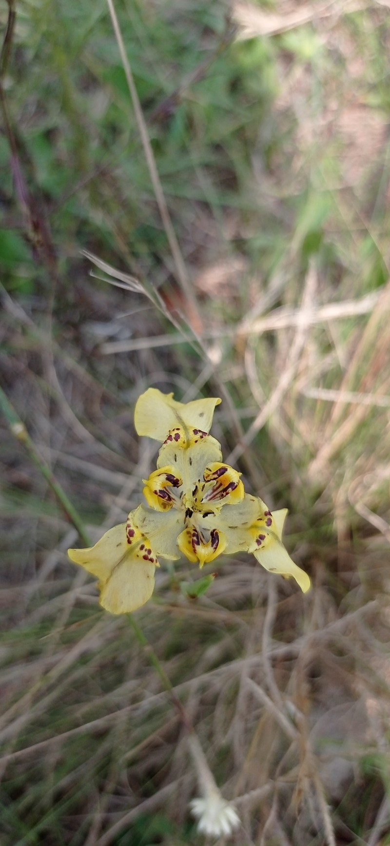 Cypella aurinegra subsp. aurinegra photo 2