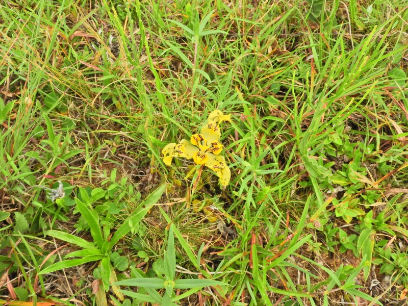 Cypella aurinegra subsp. aurinegra photo 3