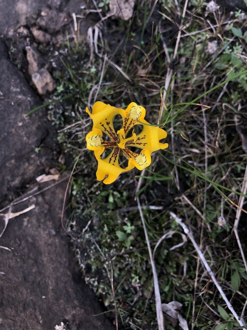 Cypella charruana