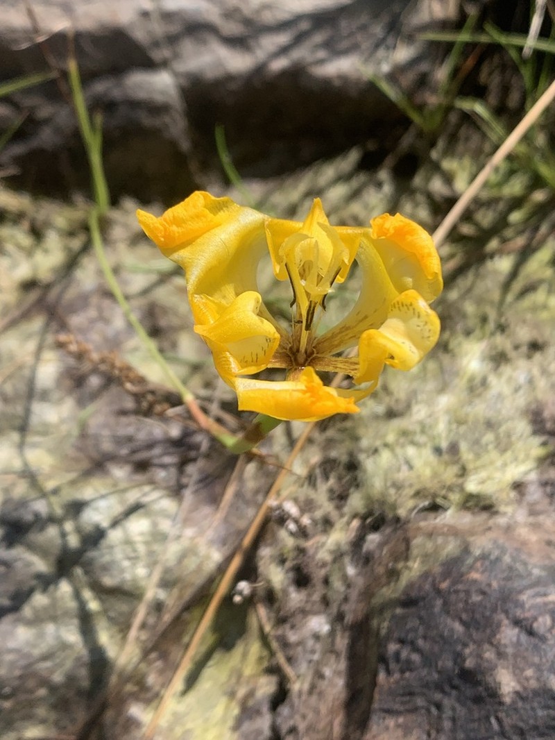 Cypella charruana photo 2