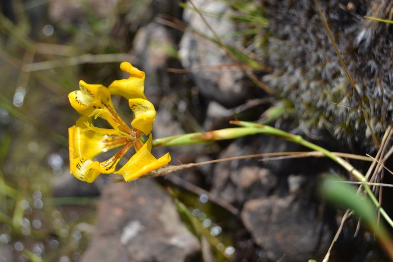 Cypella charruana photo 3