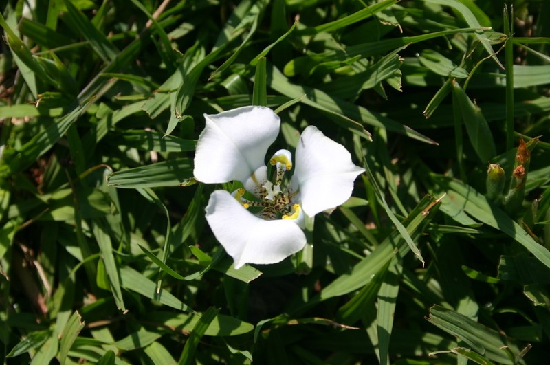 Cypella opalina