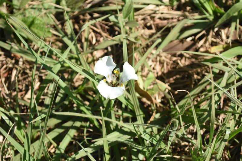 Cypella opalina photo 2