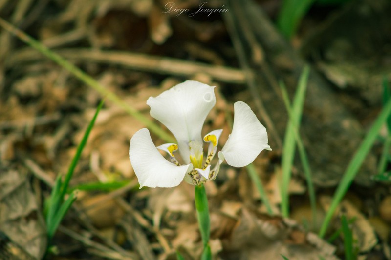 Cypella opalina photo 3
