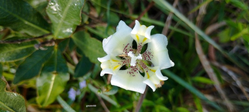 Cypella opalina photo 4