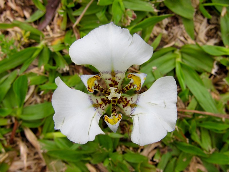Cypella opalina photo 5