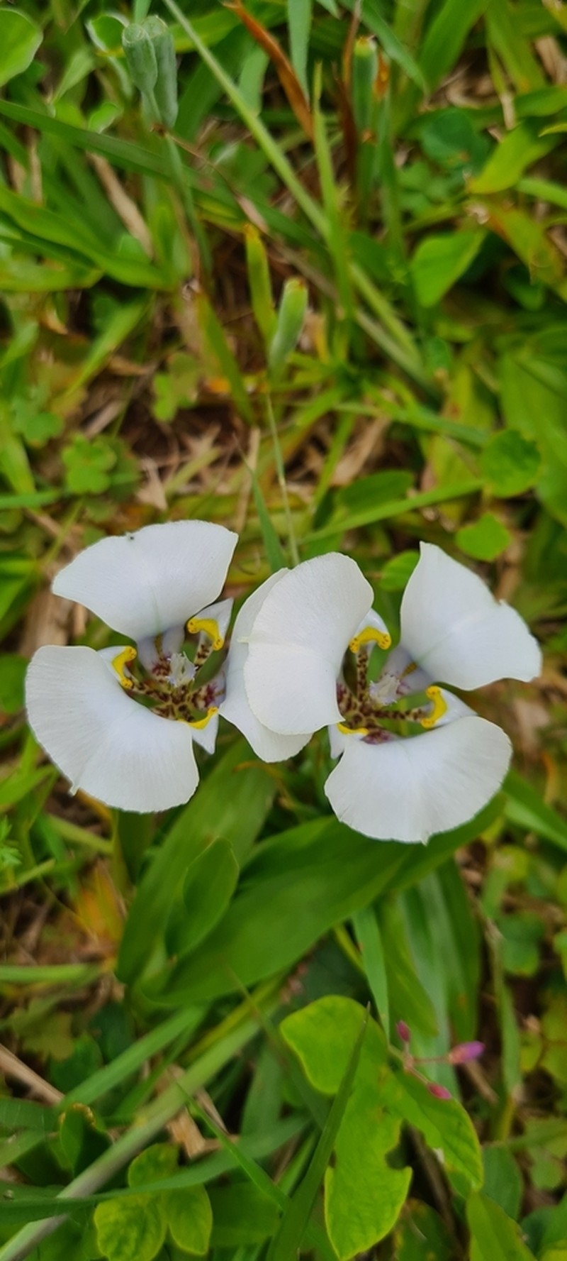 Cypella opalina photo 6
