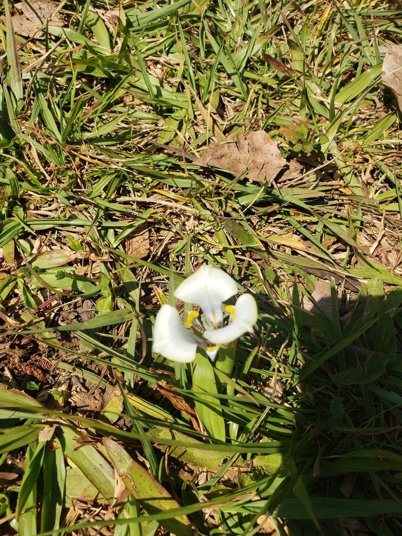 Cypella opalina photo 8
