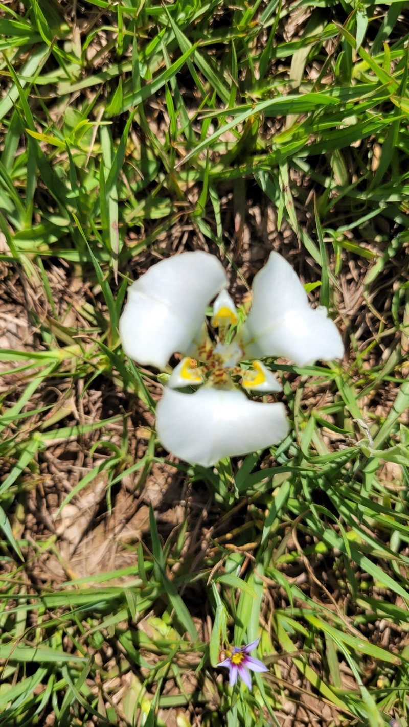 Cypella opalina subsp. opalina