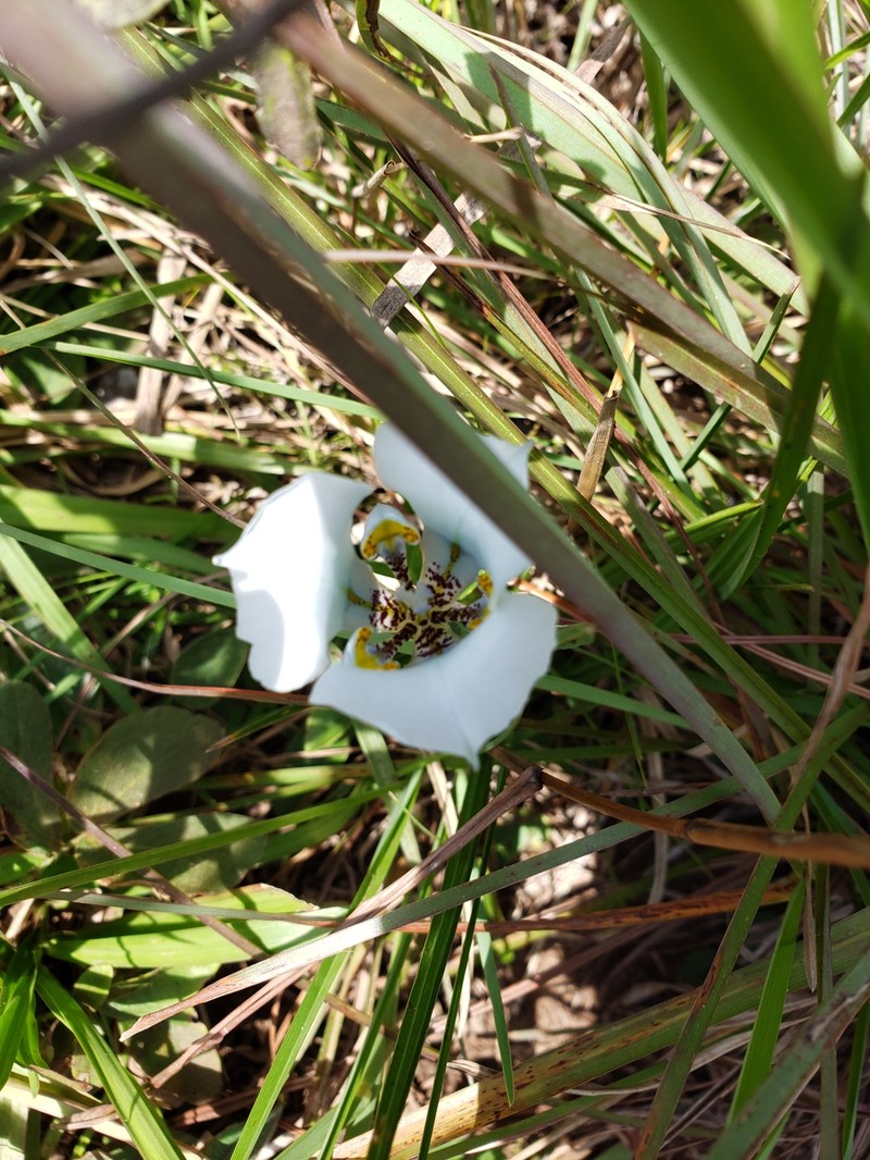 Cypella opalina subsp. opalina photo 2
