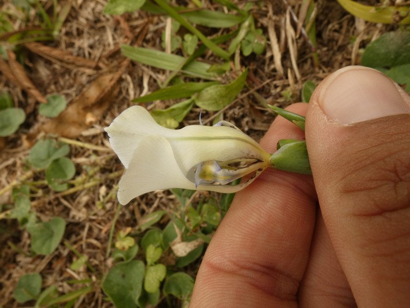 Cypella opalina subsp. opalina photo 3