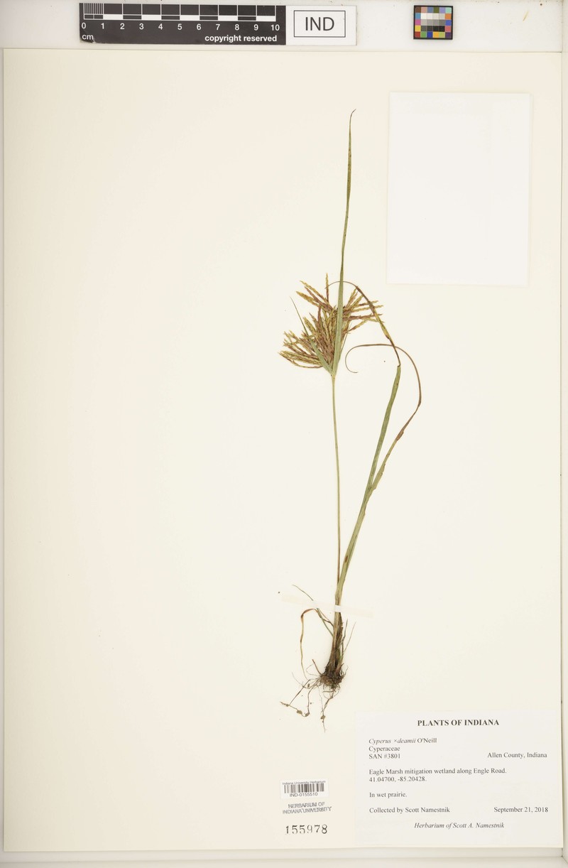 Flatsedge
