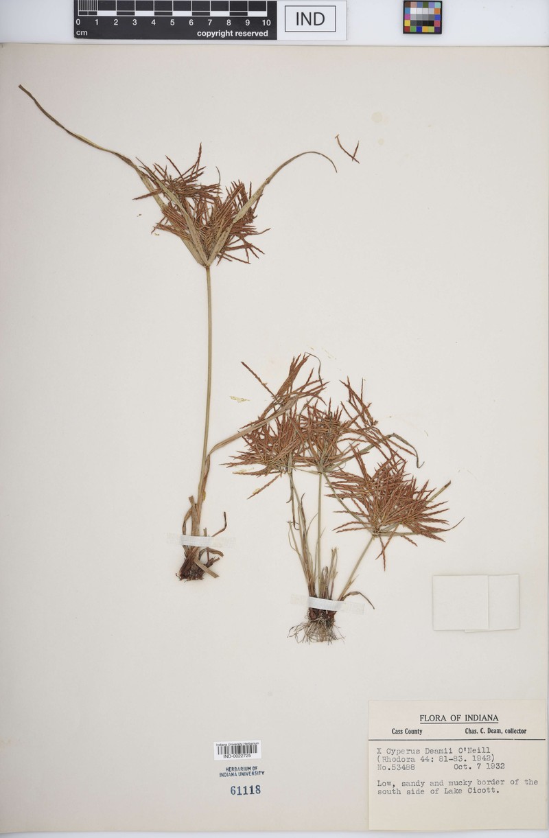 Flatsedge photo 2